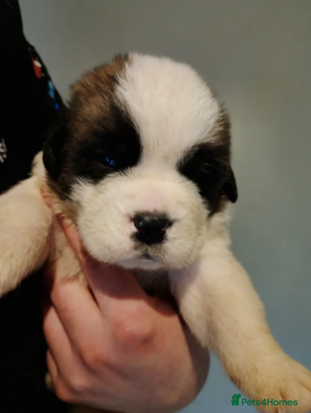 Saint Bernard dogs for sale: Beautiful saint Bernard puppies - Advert 1