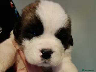 Saint Bernard dogs Beautiful saint Bernard puppies - Advert 5
