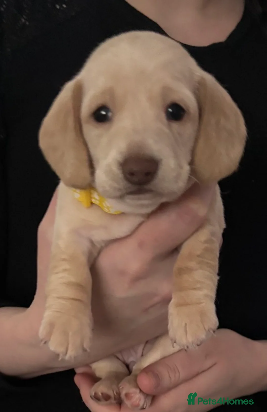 Dachshund dogs for sale: Beautiful litter of Dachshund puppies - Advert 13