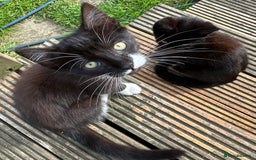 Mixed Breed cats for sale: Ragdoll mix  - Image 6
