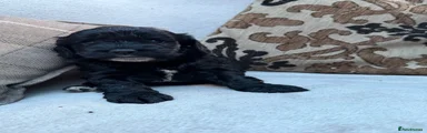 Cockapoo 7