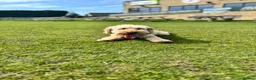 Cockapoo dogs for sale: 6 year old cockapoo  - Advert 4