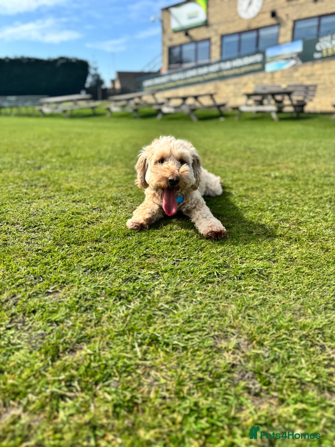 Cockapoo dogs for sale: 6 year old cockapoo  - Advert 4