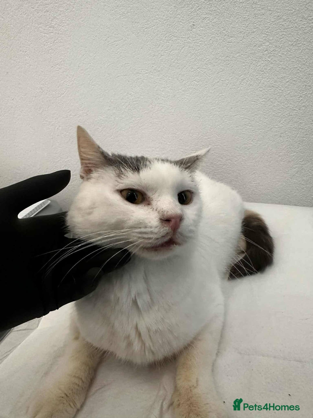 Mixed Breed cats for adoption: Venus for adoption - Advert 4