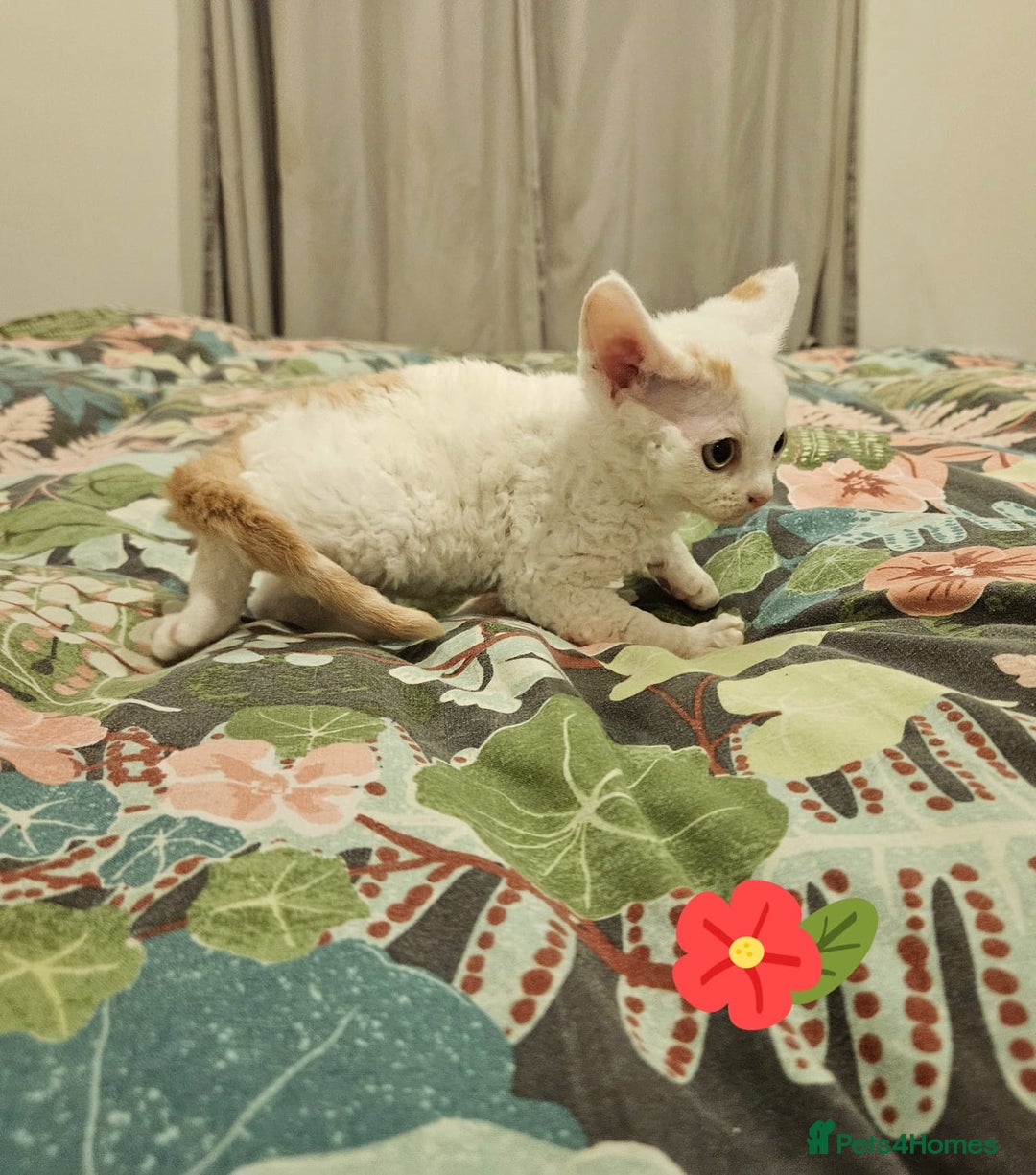 Devon Rex cats for sale: Darling Devons - Advert 9