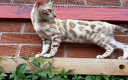 Bengal cats for sale: Bengal Female Snow Mink - Image 1