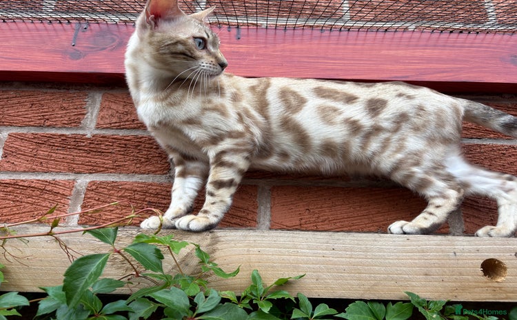 Bengal cats - Advert 2