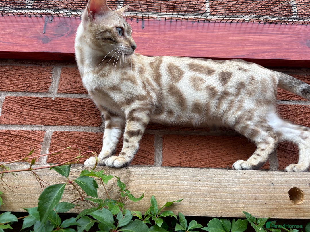 Bengal cats for sale: Bengal Female Snow Mink - Image 1