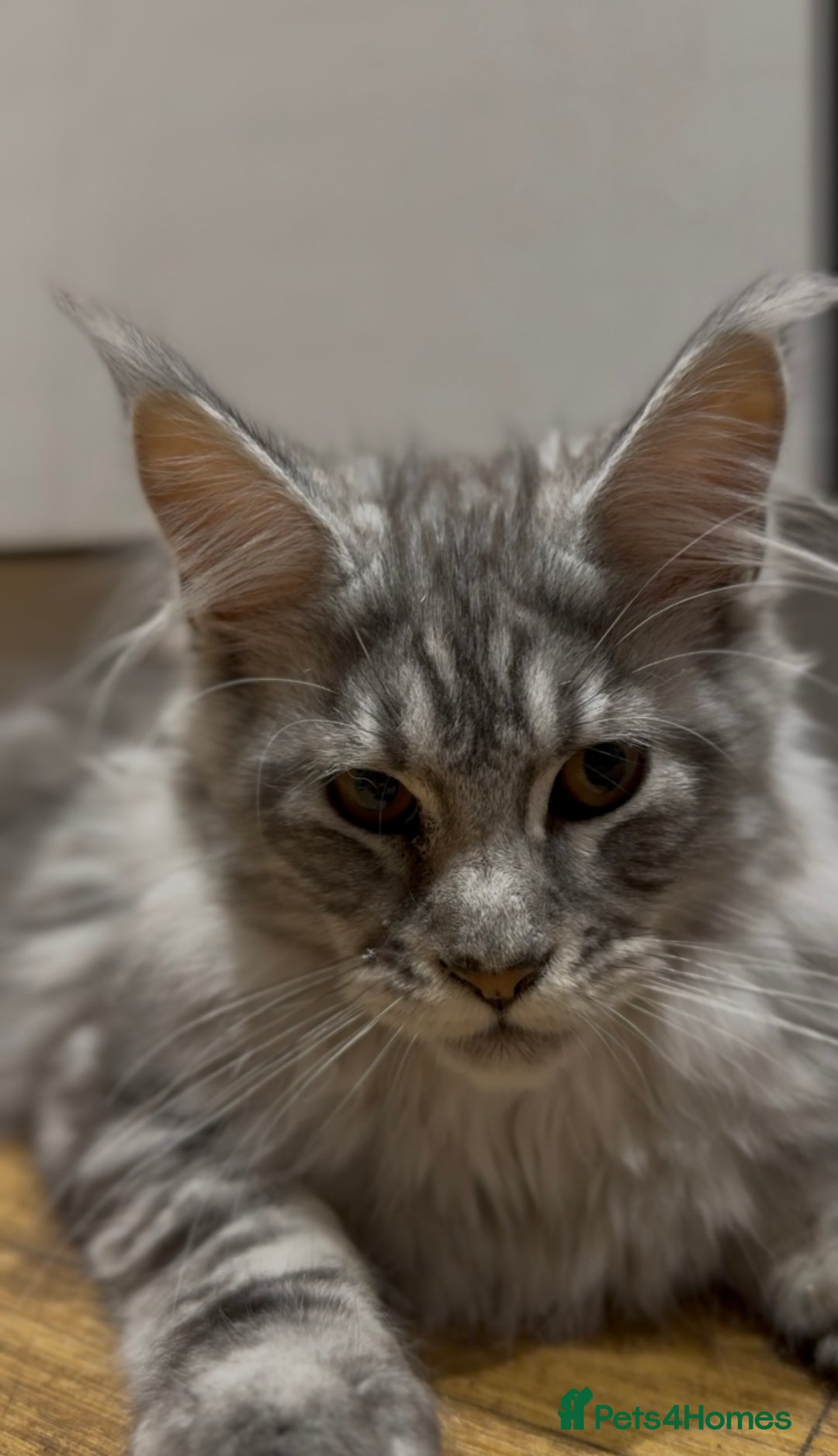 Maine Coon cats for sale: Maine coon kittens•Ready to leave•Fully vaccinated - Image 19