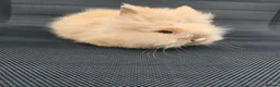 Lionhead rabbits for sale: Purebred doublemane lionhead babies in Wellington - Advert 6