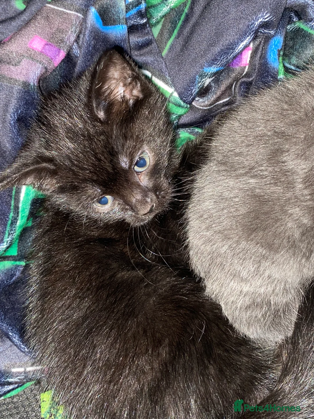 Mixed Breed cats for sale: Black kitten  - Advert 4
