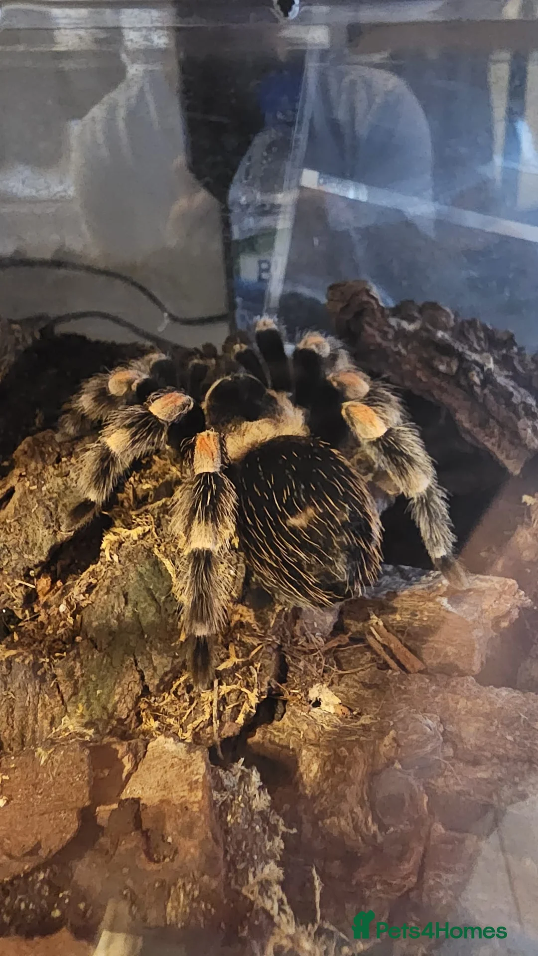 Tarantulas invertebrates for sale: Mexican Red-Knee Tarantula – Approx. 4 Years Old - Advert 2