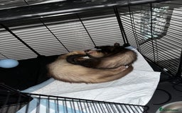 Ferret rodents for sale: 2 Hobs - Image 4