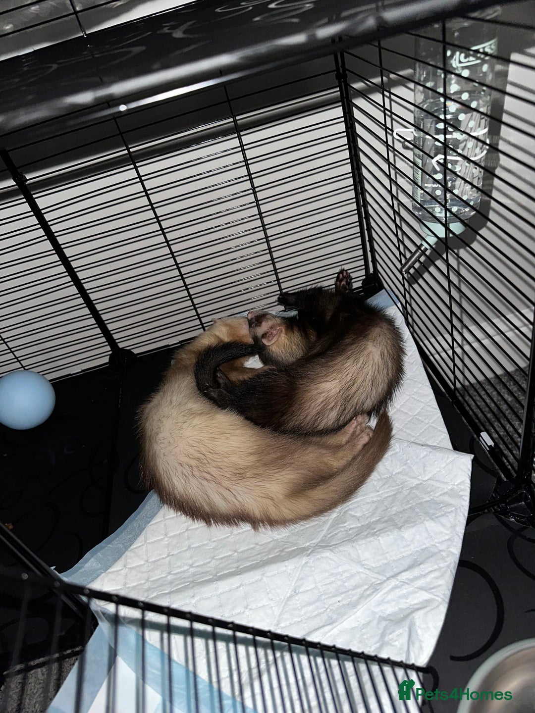 Ferret rodents for sale: 2 Hobs - Image 4