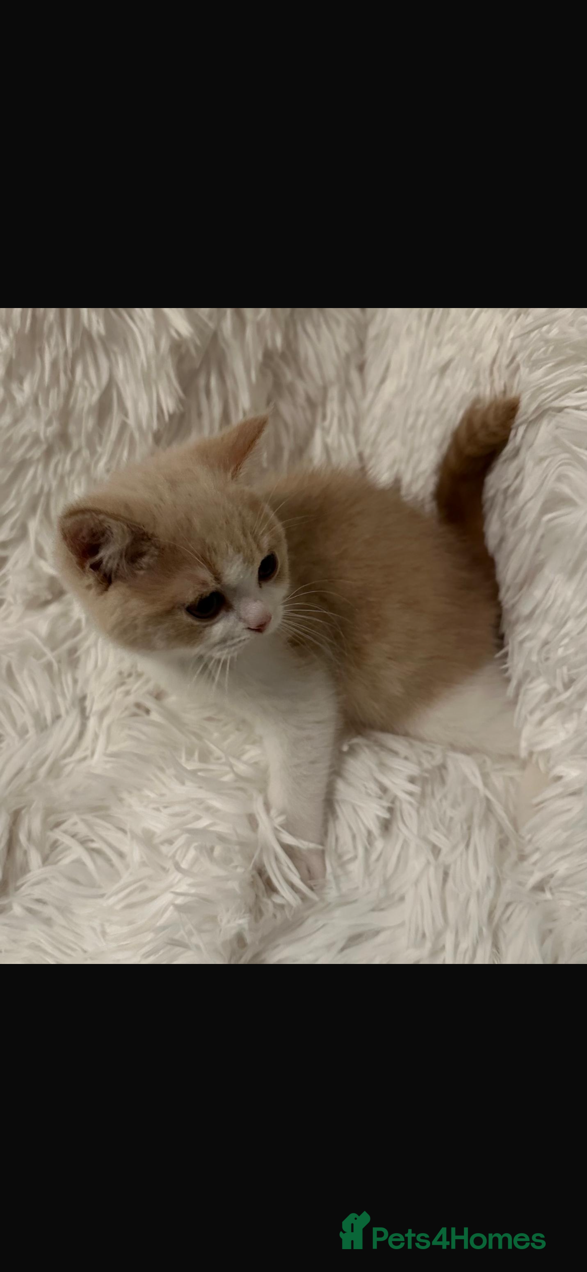 British Shorthair cats Ready now Female cream bicolour BSH - Advert 15