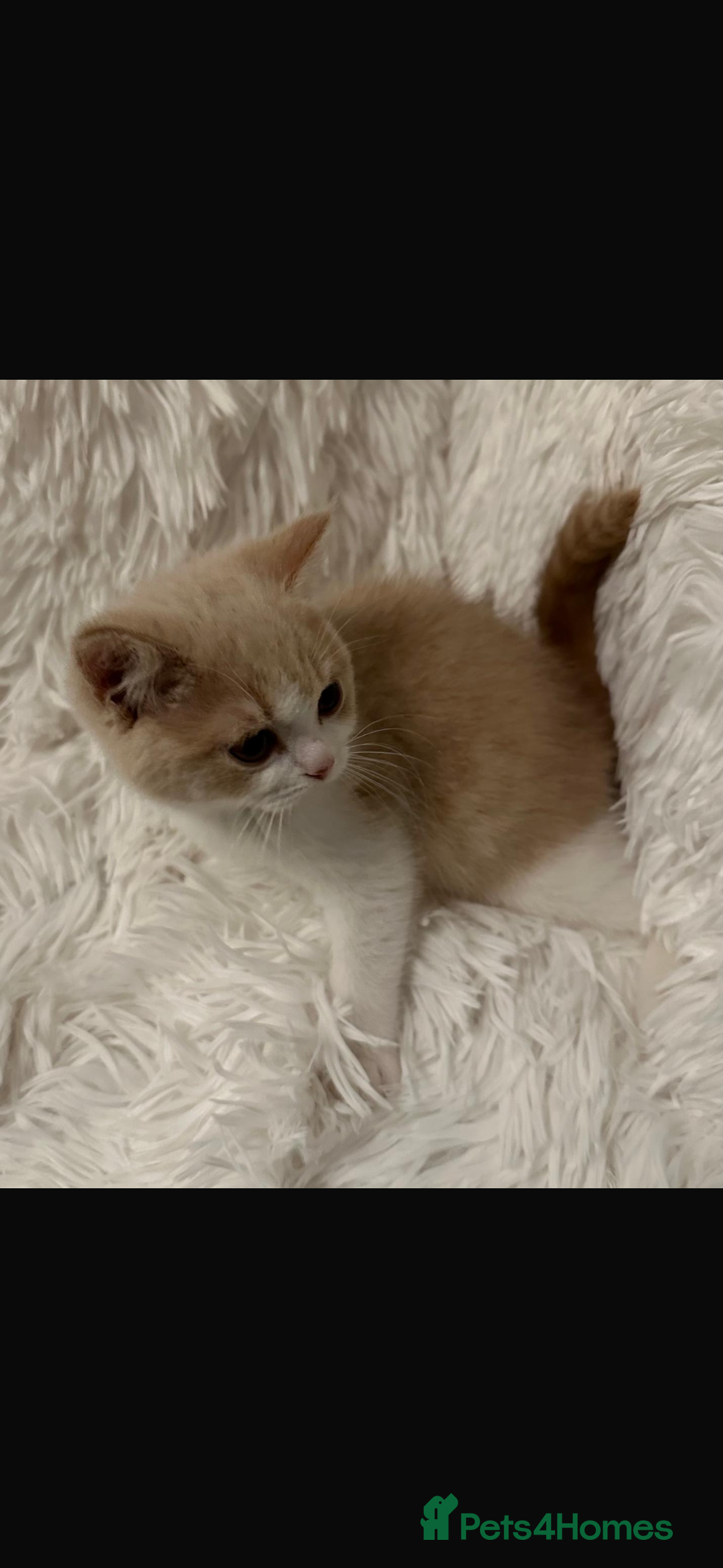 British Shorthair cats for sale: Ready now Female cream bicolour BSH - Advert 1