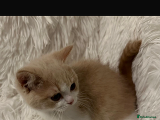 British Shorthair cats Ready now Female cream bicolour BSH - Advert 2