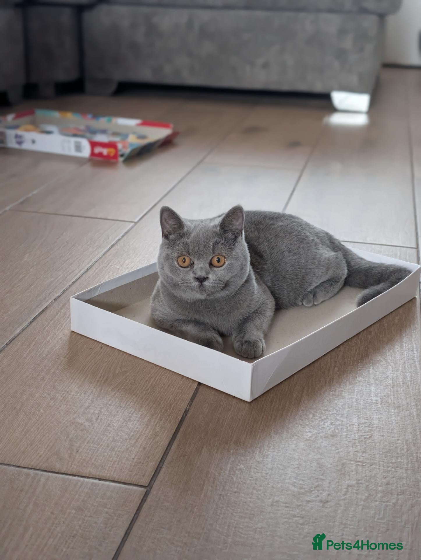 British Shorthair cats for sale: GCCF Blue British Shorthair Female kitten Left! - Advert 9