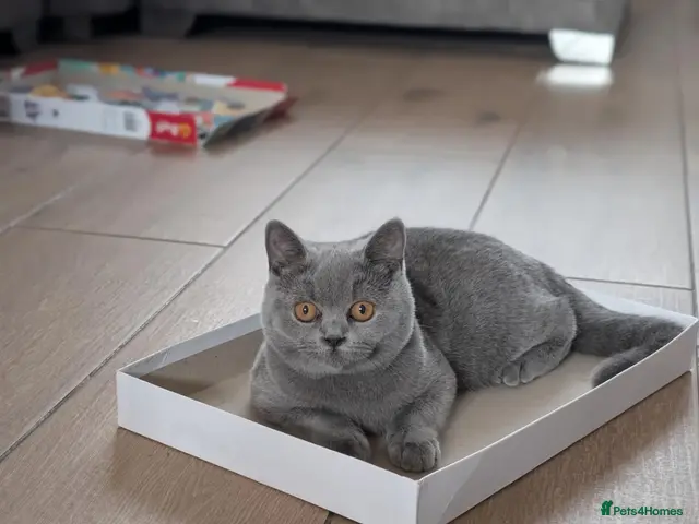 British Shorthair cats for sale: GCCF Blue British Shorthair Female kitten Left! - Advert 9