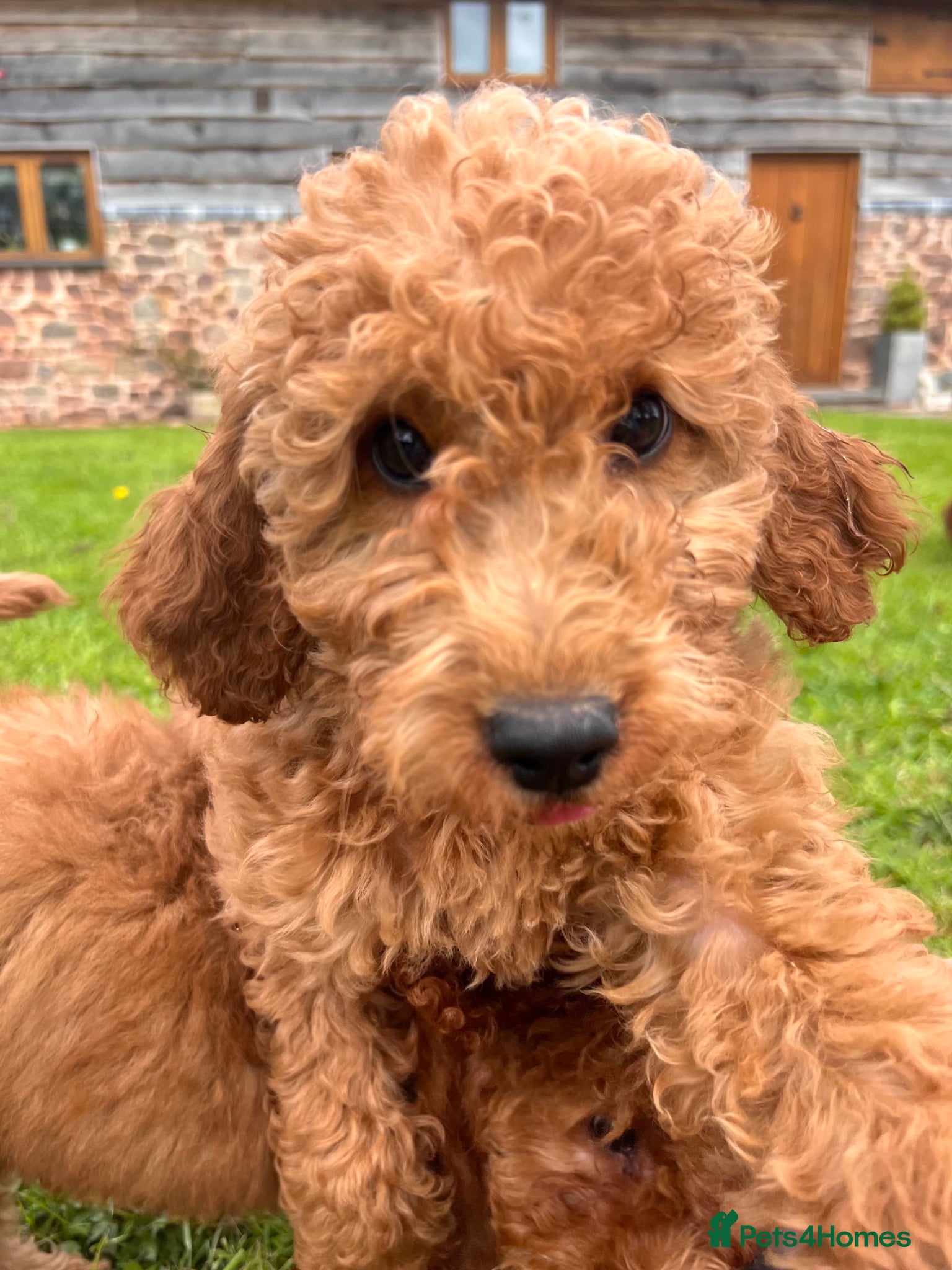 Irish Doodle dogs F1B Miniature Irishdoodles fully tested parents  - Advert 14