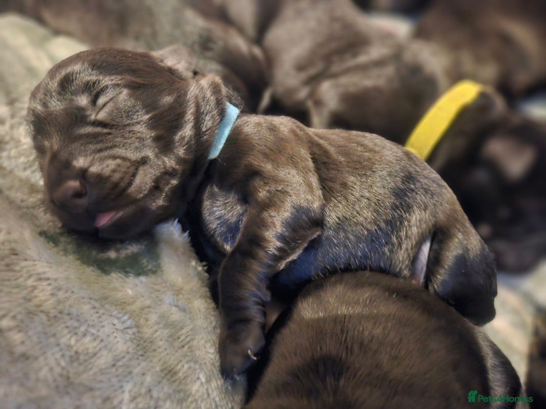 Labrador Retriever dogs for sale: Black labrador puppies - Advert 5