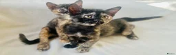 Burmese cats for sale: Cuddly Cream boy & Two beautiful Black Torties - Advert 25