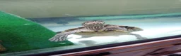 Turtle reptiles for sale: Missisipi map turtle  in Ledbury - Advert 5