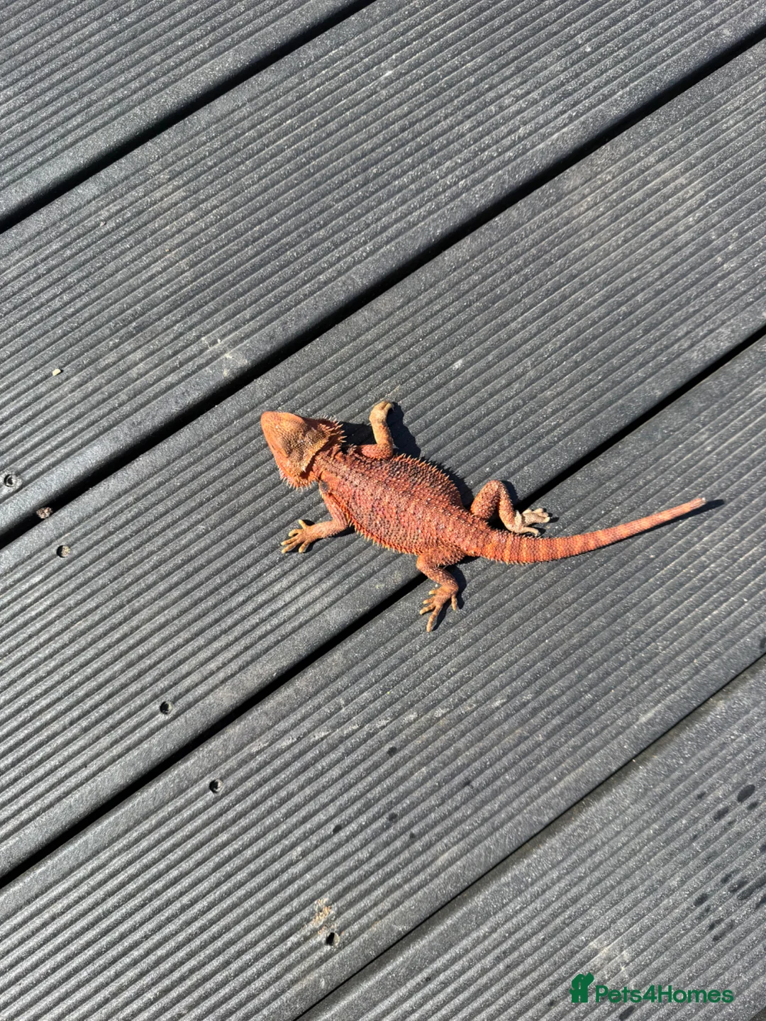 Bearded Dragon reptiles for sale: Bearded dragon juvenile female  - Advert 6