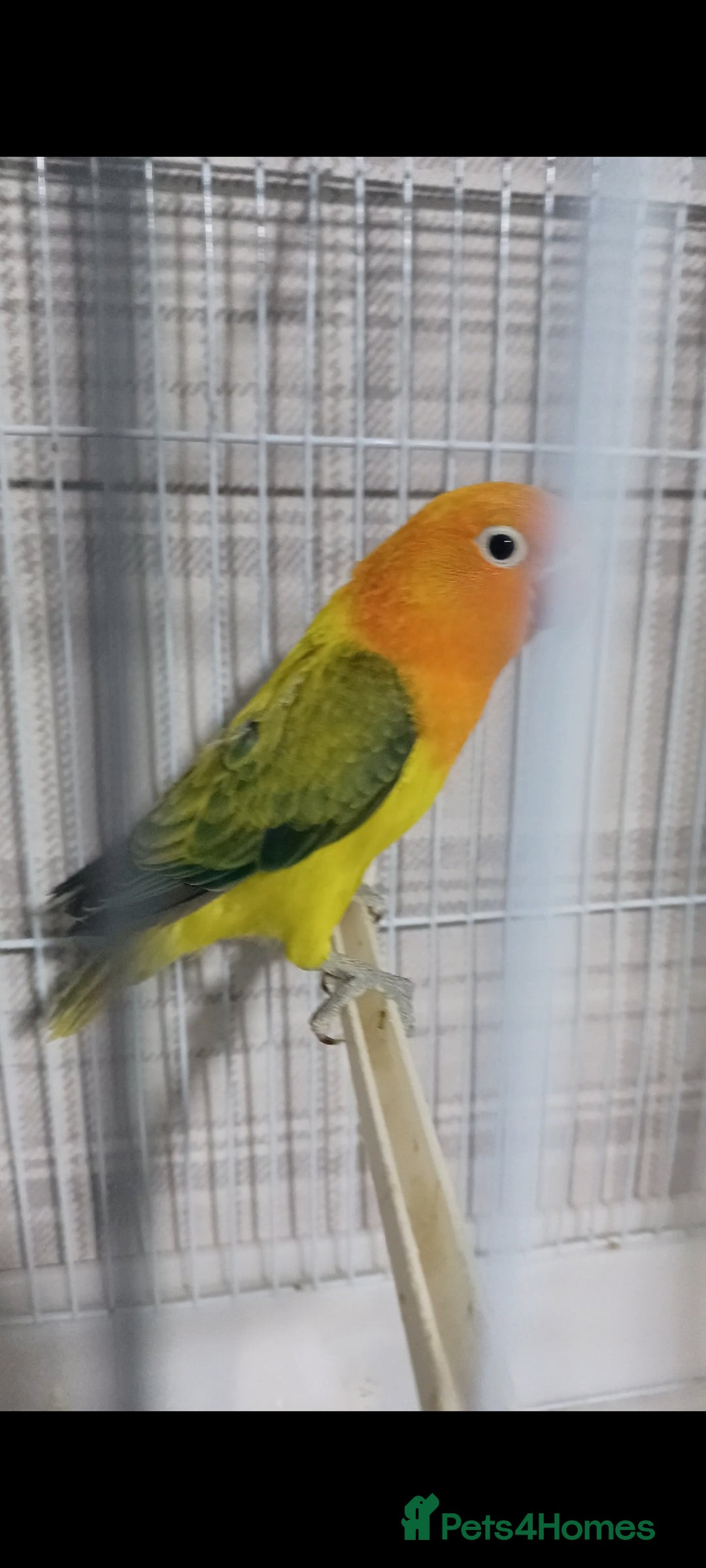 Lovebirds birds for sale: EWING OPLINE YELLOW FACTOR LOVEBIRDS  - Advert 5