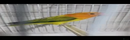 Lovebirds birds for sale: EUWING OPLINE YELLOW FACTOR LOVEBIRDS  - Advert 5
