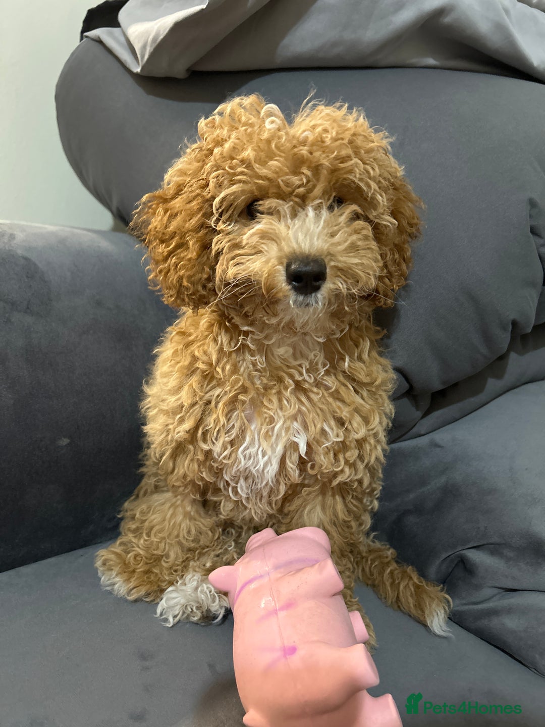 Maltipoo dogs for sale: Miss hadis - Image 2