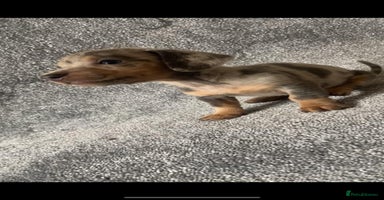 Dachshund dogs - Advert 14