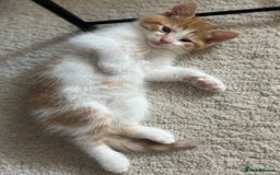 Domestic Shorthair cats for sale: Lovely ginger kittens - Image 7