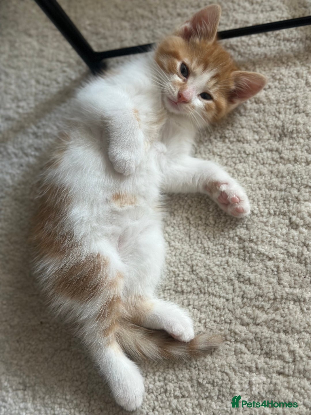 Domestic Shorthair cats for sale: Lovely ginger kittens - Image 7