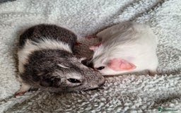 Guinea Pig rodents for sale: Two boars ready for rehoming - Image 2