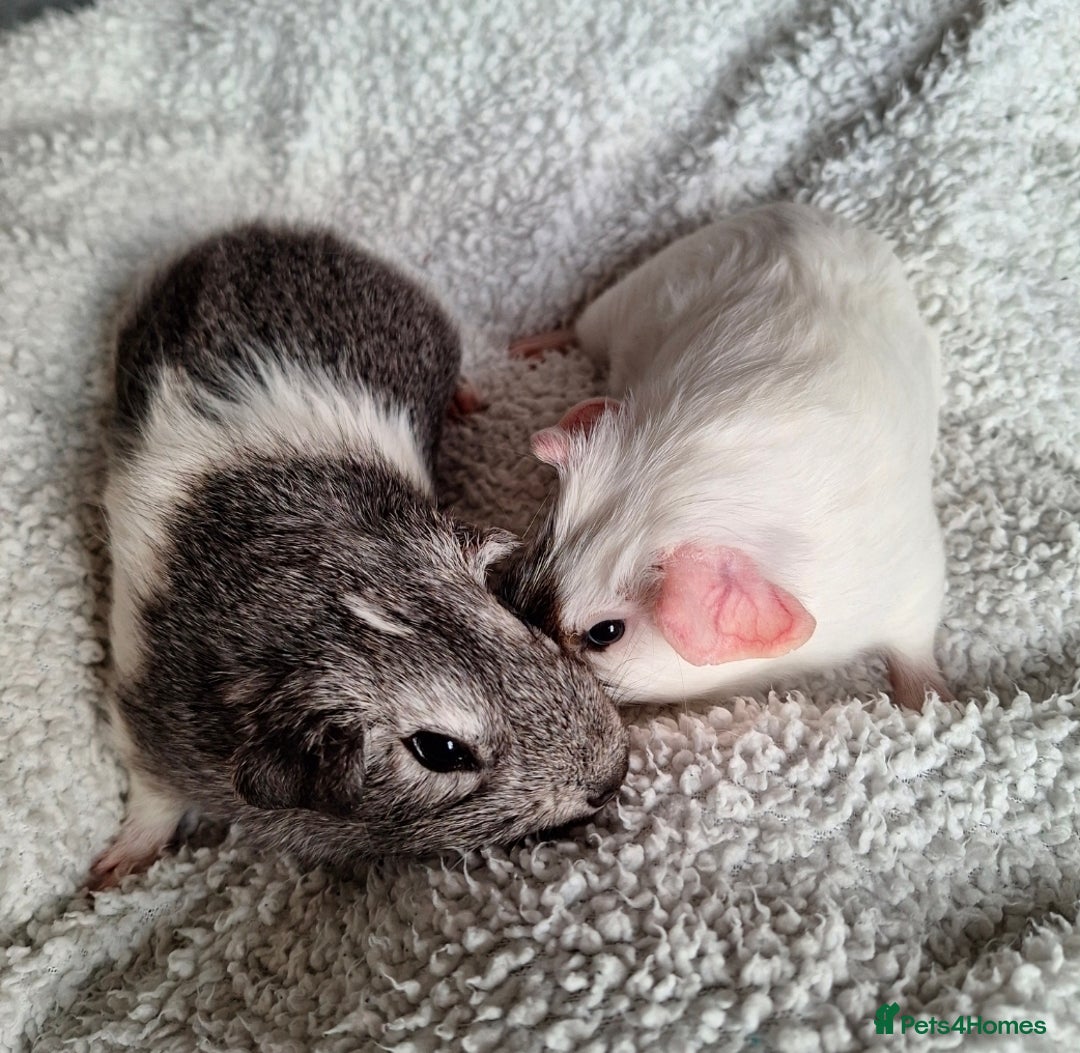 Guinea Pig rodents for sale: Two boars ready for rehoming - Image 2