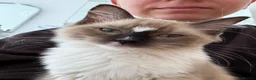 Ragdoll cats for sale: Ragdoll kitten in Colchester - Advert 3