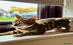 Bengal cats for sale: 🐾 Beautiful Rosetted Bengal Girl - Image 1