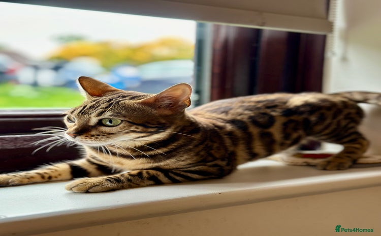 Bengal cats - Advert 1