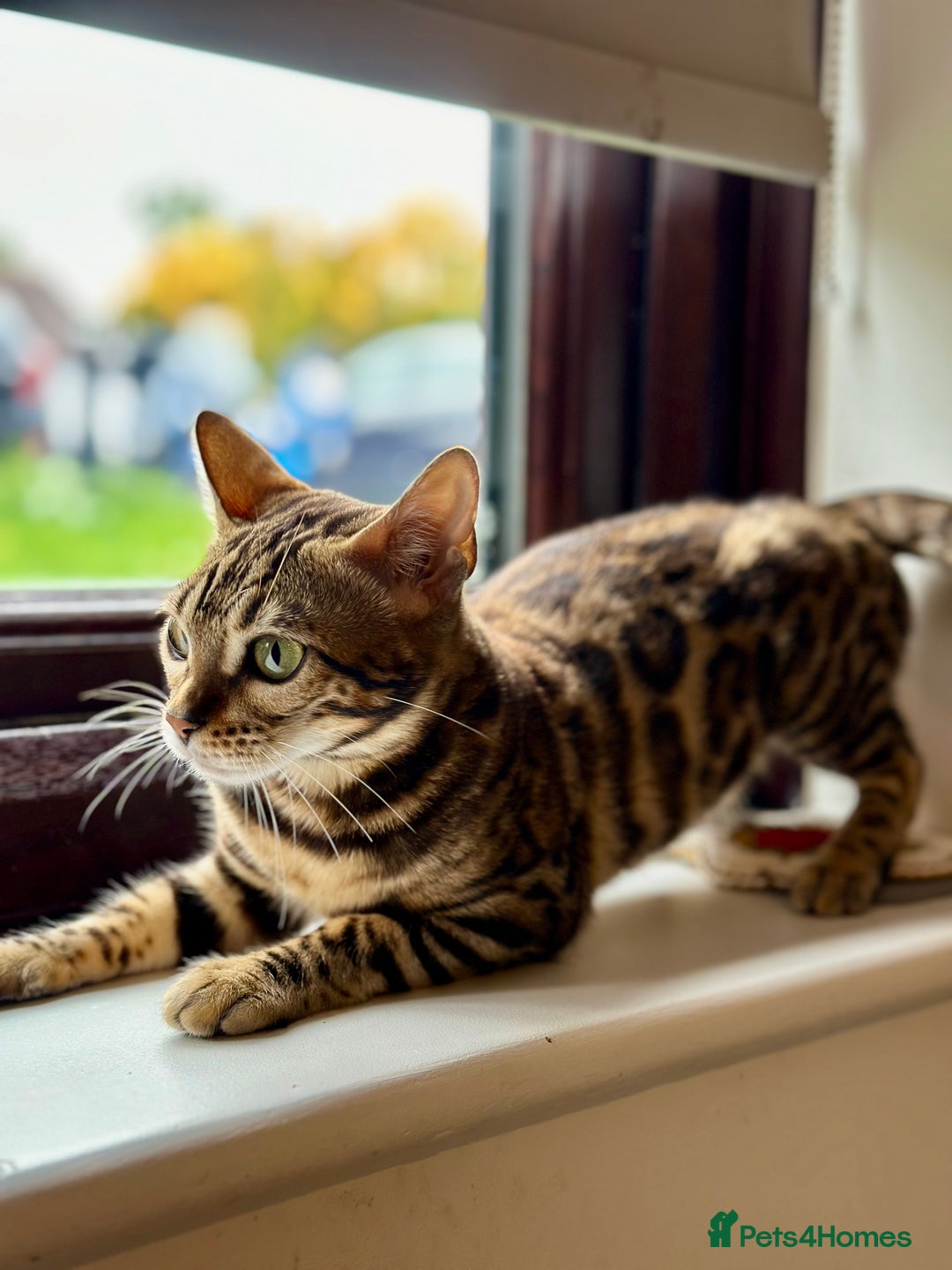 Bengal cats for sale: 🐾 Beautiful Rosetted Bengal Girl - Image 1