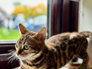 Bengal cats - Advert 30