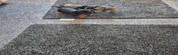 Miniature Dachshund dogs for sale: Miniature dachshund in Dalkeith - Advert 3