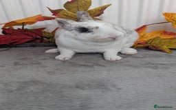 Rex rabbits for sale: Mini rex ready to reserve  - Image 9