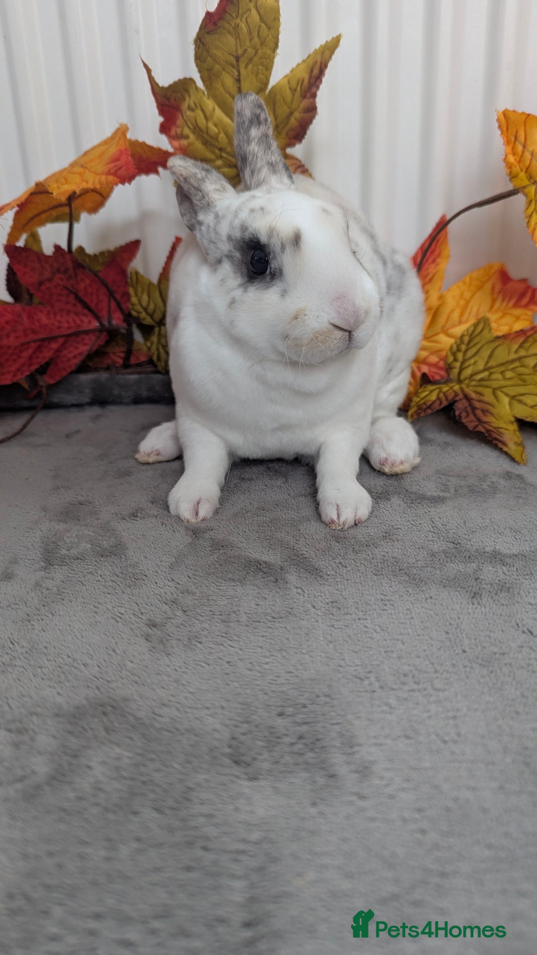 Rex rabbits for sale: Mini rex ready to reserve  - Image 9
