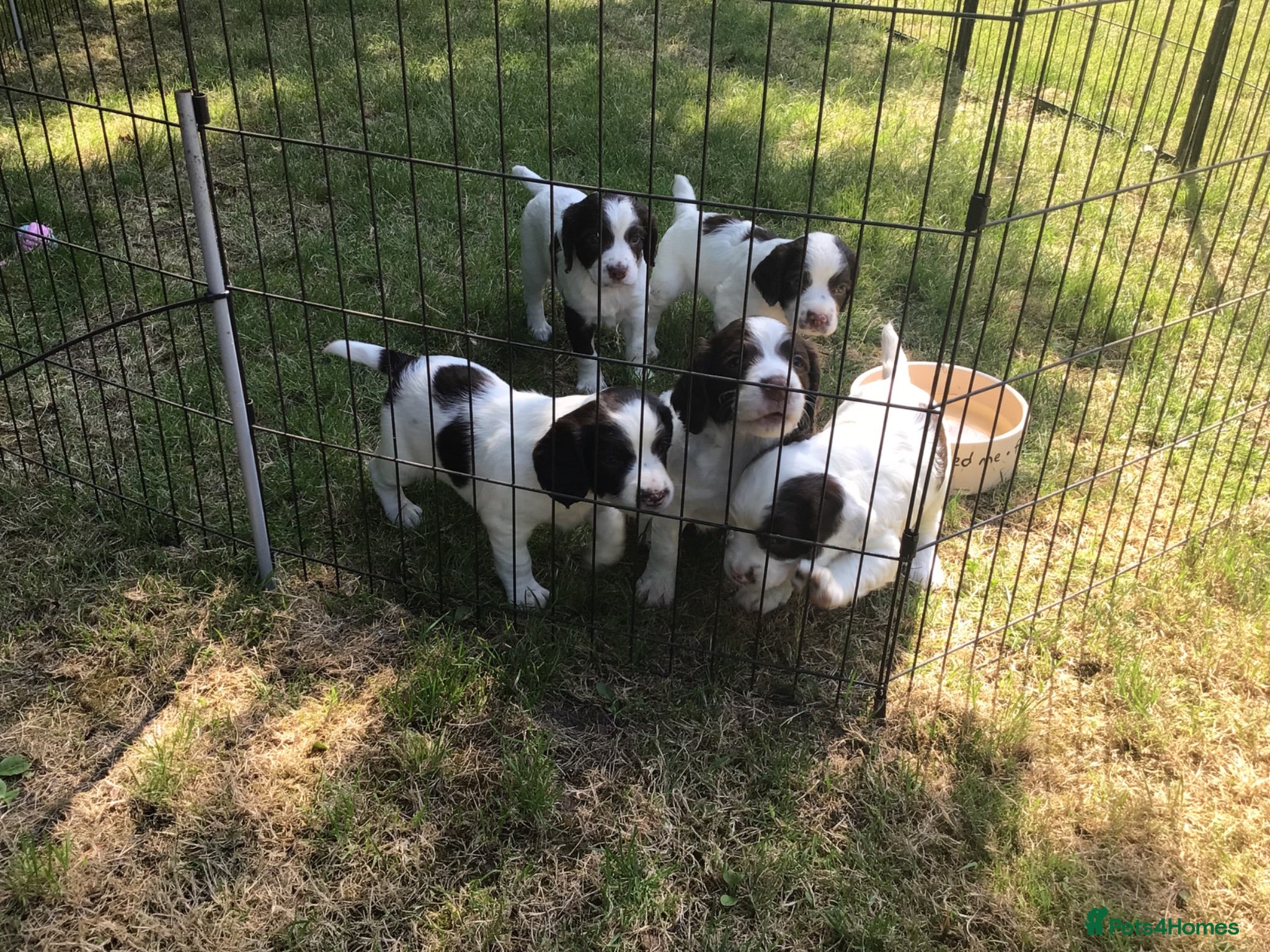 English Springer Spaniel dogs Springer Spaniel Puppies - Advert 1
