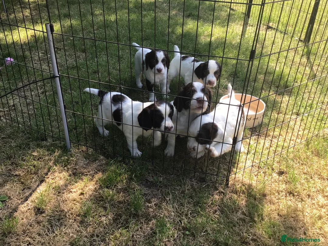 English Springer Spaniel dogs for sale: Springer Spaniel Puppies - Advert 1