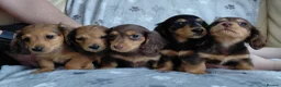 Miniature Dachshund dogs for sale: ✨️Available & Ready✨️3 Left✨️Longhaired Mini's✨️ - Advert 28