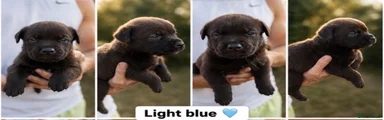 Light blue , Bear 