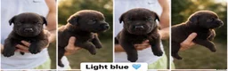Mixed Breed dogs for sale: Rottweiler X Belgium Mali Puppies - Advert 6
