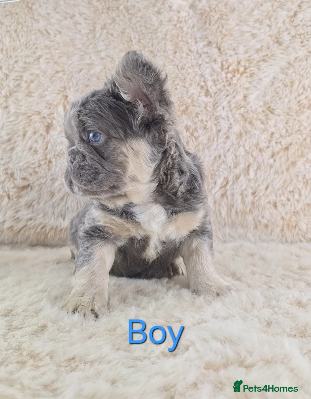 French Bulldog dogs for sale: Fluffy Lilac And Tan French Bulldogs  - Advert 6